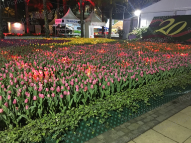 Hong Kong Flower Show