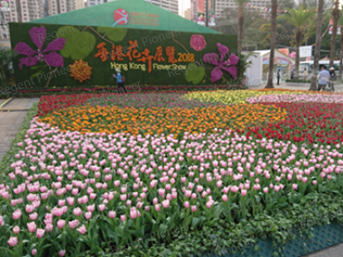 Hong Kong Flower Show